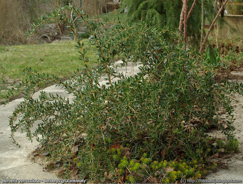 Berberis verruculosa habit - Berberys gruczołowaty pokrój 