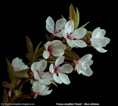 Prunus cerasifera 'Hessei' flower - Śliwa wiśniowa 'Hessei' kwiaty