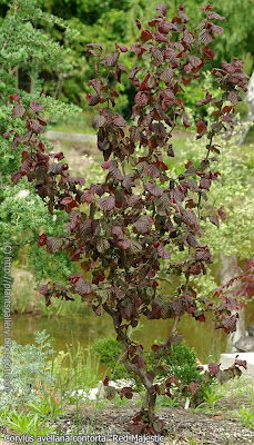 Plant Gallery - Encyklopedia Roślin: Corylus avellana contorta 'Red ...
