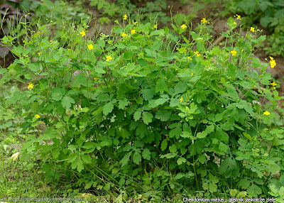 Chelidonium majus - Glistnik jaskółcze ziele 