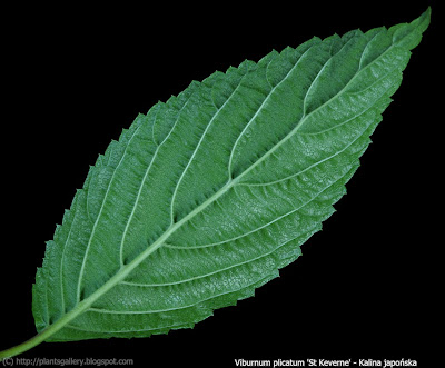 Viburnum plicatum 'St Keverne' - Kalina japońska 'St Keverne' 