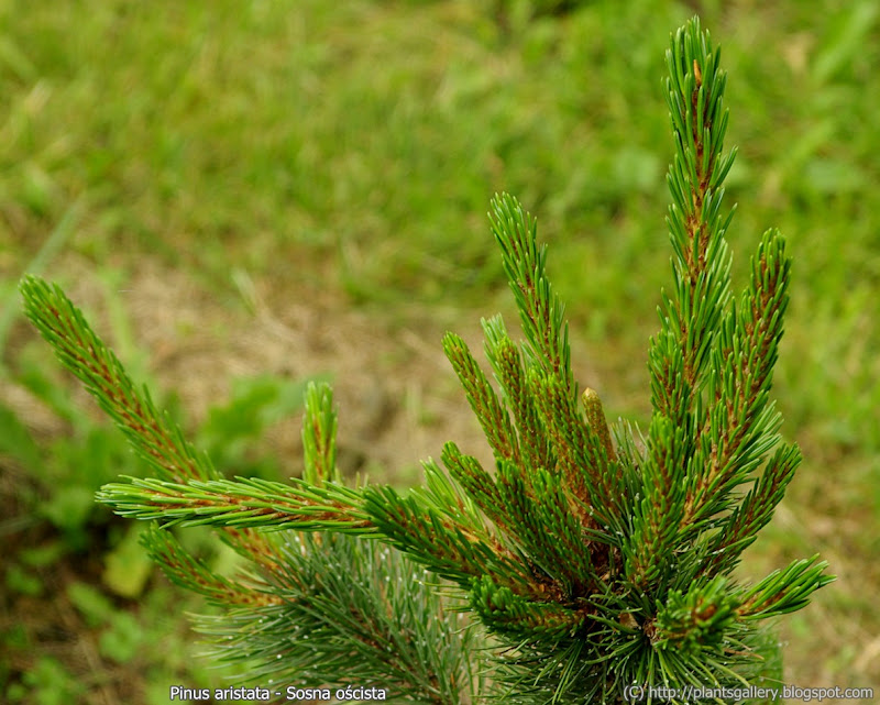 Pinus aristata - Sosna oścista