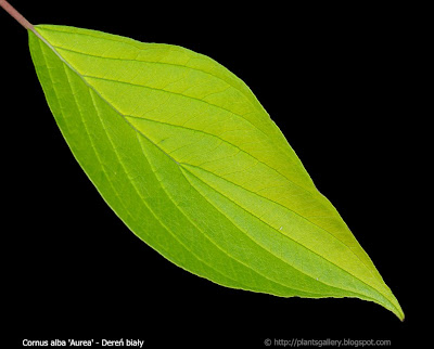 Cornus alba 'Aurea' leaf - Dereń biały 'Aurea' liść z wierzchu