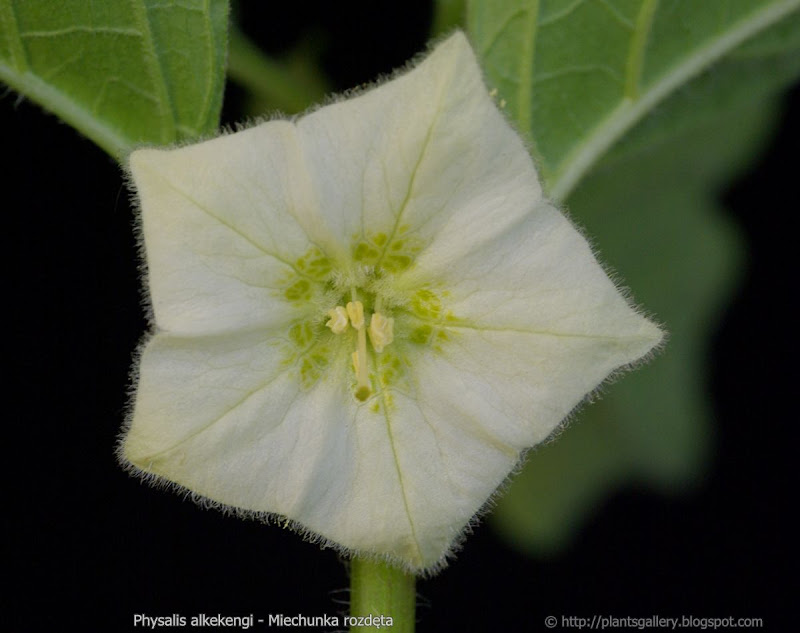 Physalis alkekengi flower - Miechunka rozdęta kwiat 
