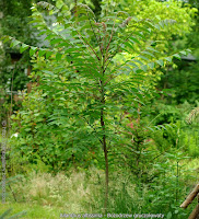 Ailanthus altissima leaf - Bożodrzew gruczołowaty liść