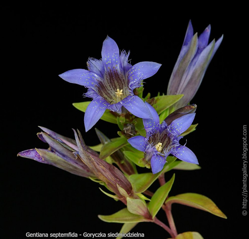Gentiana septemfida  - Goryczka siedmiodzielna kwiatostan 