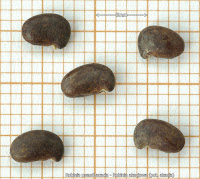 Robinia pseudoacacia seeds - Robinia akacjowa nasiona