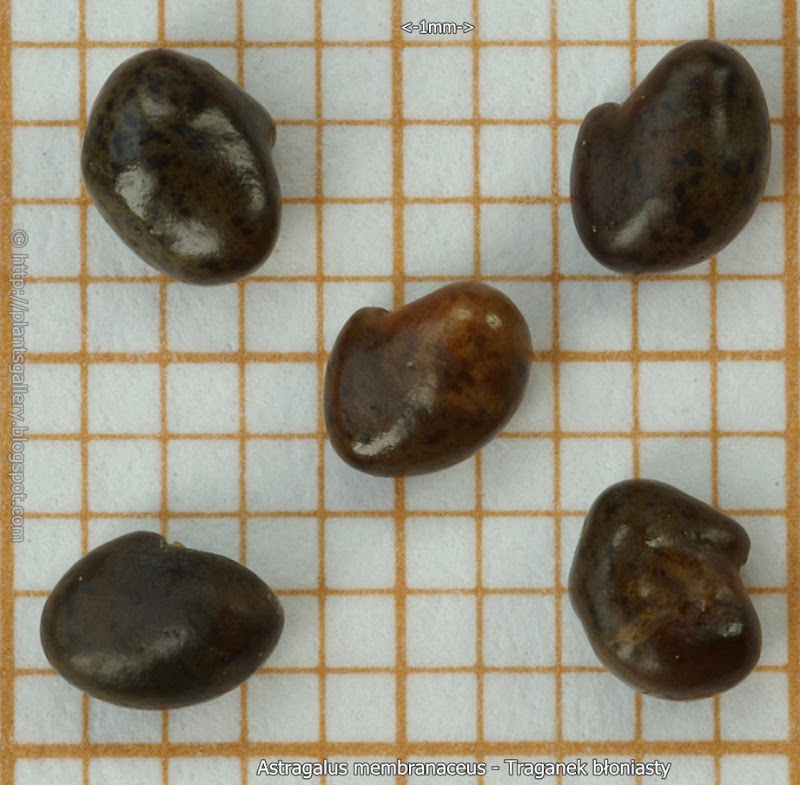 Astragalus membranaceus seeds - Traganek błoniasty nasiona