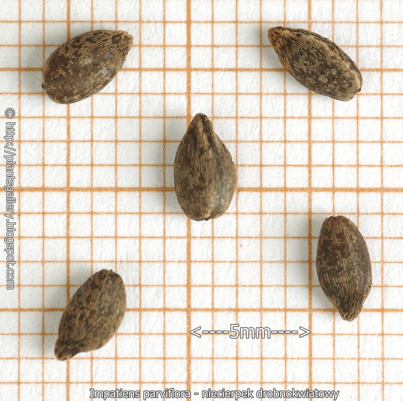 Impatiens parviflora seeds - Niecierpek drobnokwiatowy nasiona