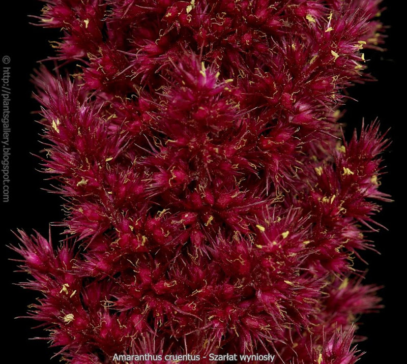 Amaranthus cruentus   fruits - Szarłat wyniosły owoce 