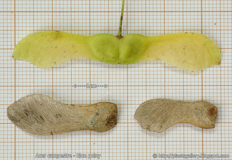 Acer campestre seeds - Klon polny nasiona