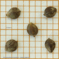 Schoenoplectus lacustris seeds - Oczeret jeziorny nasiona 