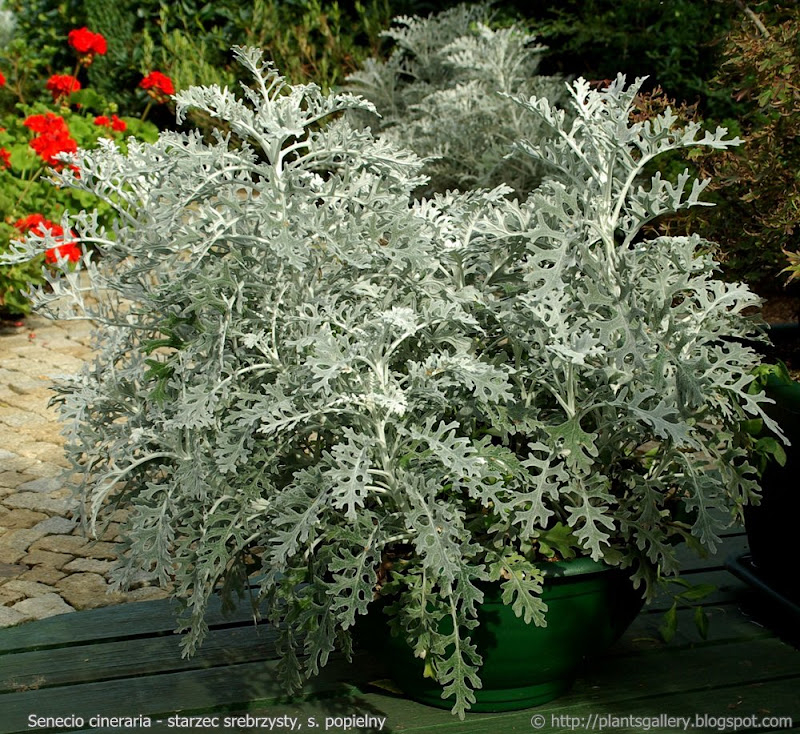Senecio cineraria habit - Starzec srebrzysty, s. popielny pokrój