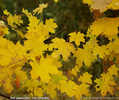Acer platanoides leafs - Klon pospolity liście jesienią