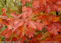 Quercus rubra leaf - Dąb czerwony liście jesienią