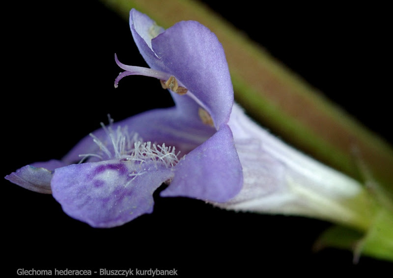 Glechoma hederacea flower - Bluszczyk kurdybanek kwiat