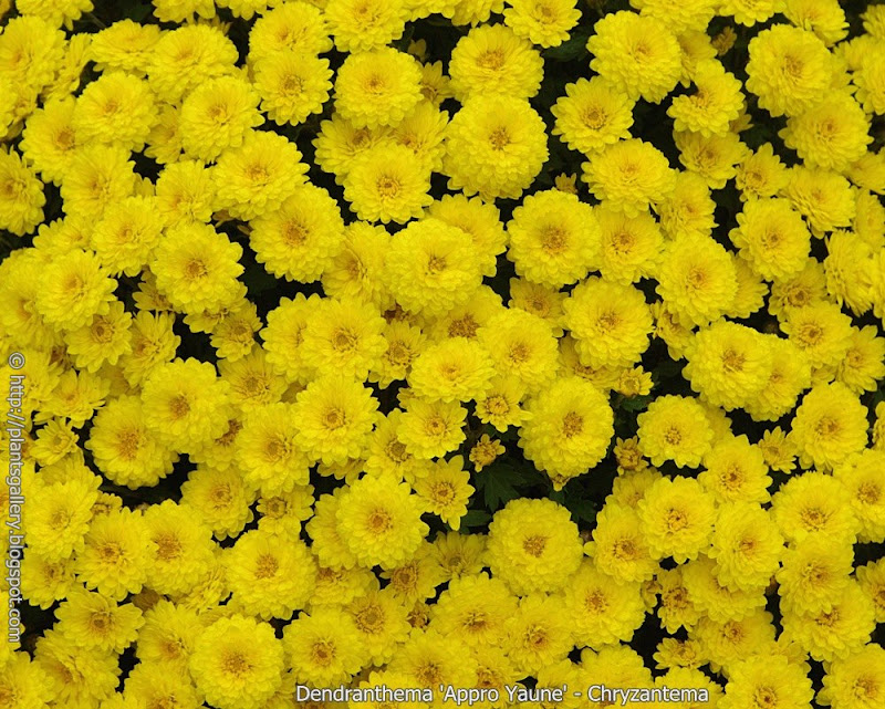 Dendranthema 'Appro Yaune' flowers  - Chryzantema 'Appro Yaune'  kwiaty