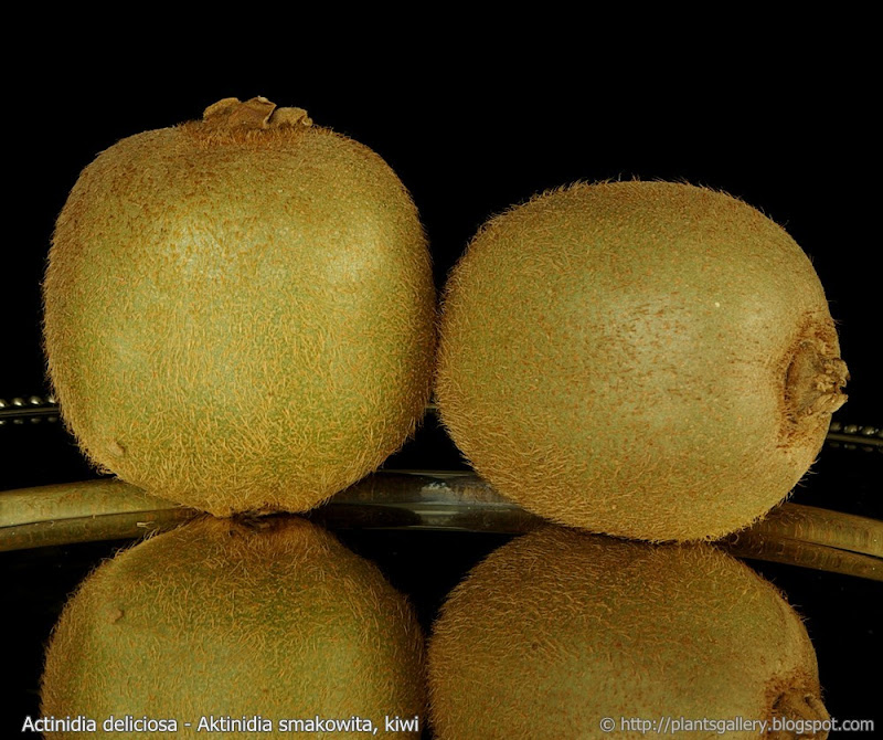 Actinidia deliciosa fruit - Aktinidia smakowita, kiwi owoce