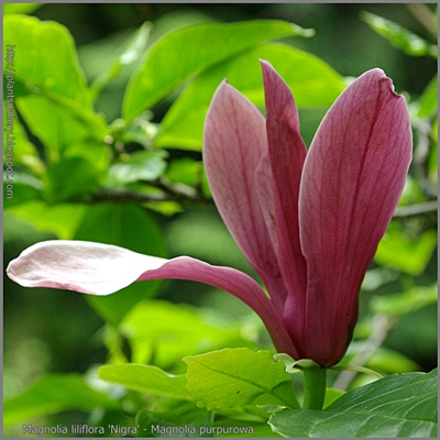 Magnolia liliflora 'Nigra' - Magnolia purpurowa 'Nigra'