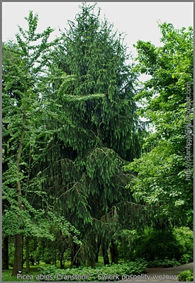 Picea abies 'Cranstonii' - Świerk pospolity wężowy 'Cranstonii'