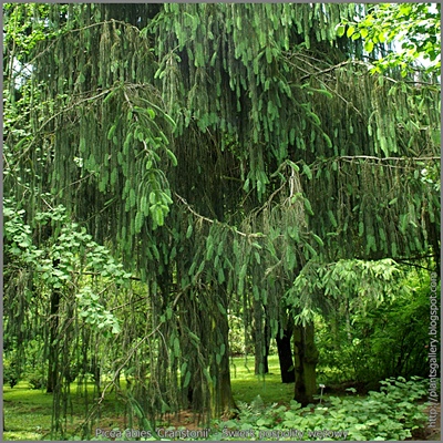 Picea abies 'Cranstonii' - Świerk pospolity wężowy 'Cranstonii'
