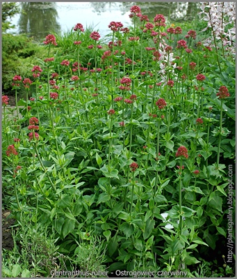 Centranthus ruber - Ostrogowiec czerwony