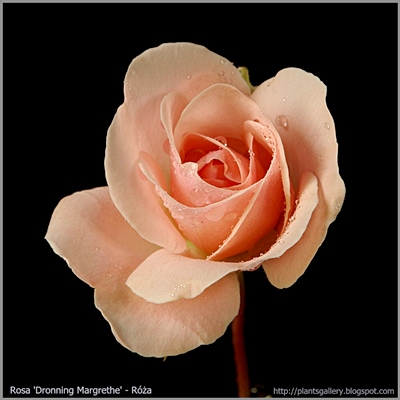 Rosa 'Dronning Margrethe' - Róża 'Dronning Margrethe'