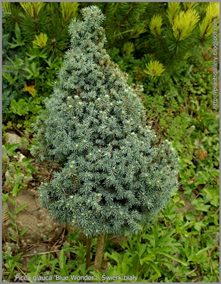 Picea glauca 'Blue Wonder' - Świerk biały 'Blue Wonder'