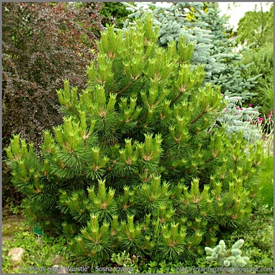 Pinus nigra 'Wurstle' - Sosna czarna 'Wurstle'
