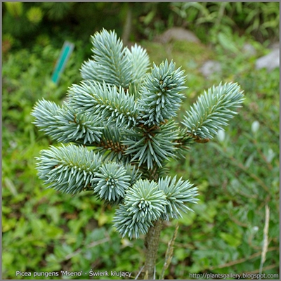 Picea pungens 'Mseno' - Świerk kłujący 'Mseno'