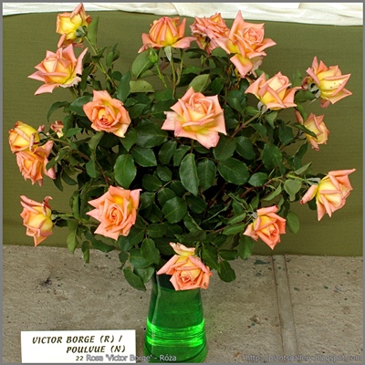 Rosa 'Victor Borge' - Róża 'Victor Borge'