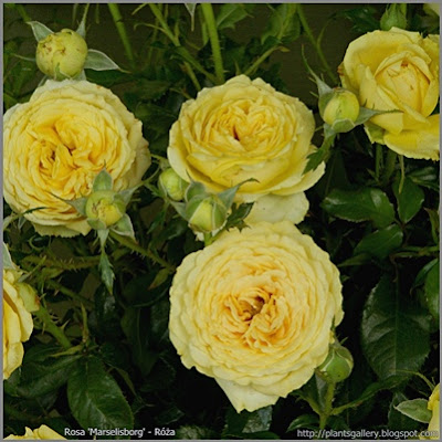 Rosa 'Marselisborg' - Róża wielokwiatowa 'Marselisborg'