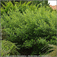 Salix gracilistyla 'Melanostachys' - Wierzba wiotka odm. czarnokotkowa