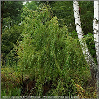 Salix x sepulcralis 'Erythroflexuosa' - Wierzba babilońska odm. pogięta