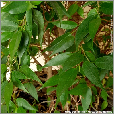 Ficus benjamina - Figowiec Benjamina