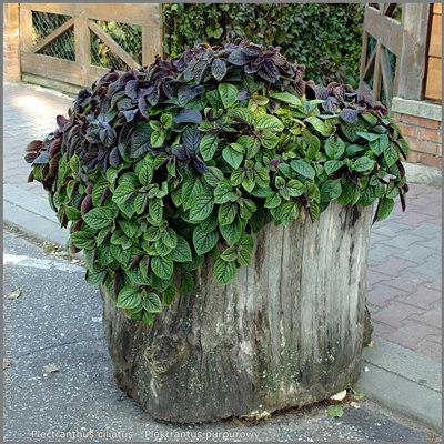 Plectranthus ciliatus - Plektrantus purpurowy 