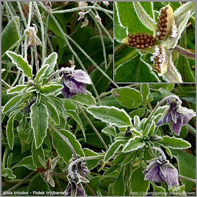 Viola tricolor - Fiołek trójbarwny