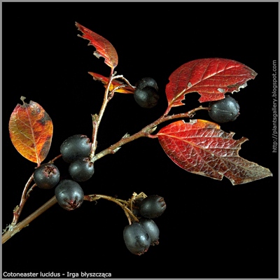 Cotoneaster lucidus fruit - Irga błyszcząca owoce