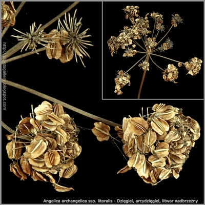 Angelica archangelica ssp. litoralis seed - Dzięgiel, arcydzięgiel, litwor nadbrzeżny nasiona 