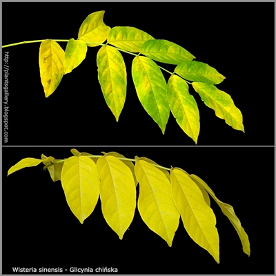 Wisteria sinensis autumn leaf - Glicynia chińska jesienne liście