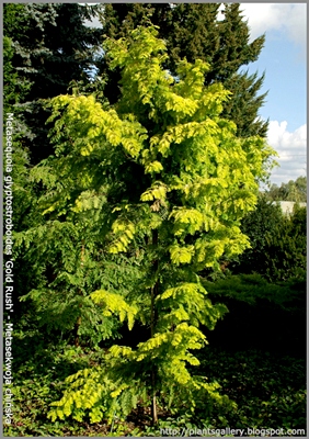 Metasequoia glyptostroboides 'Gold Rush' - Metasekwoja chińska 'Gold Rush'