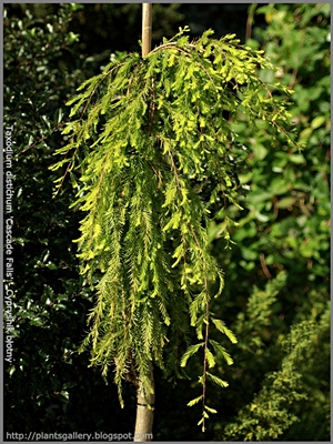 Taxodium distichum 'Cascade Falls' - Cypryśnik błotny 'Cascade Falls'