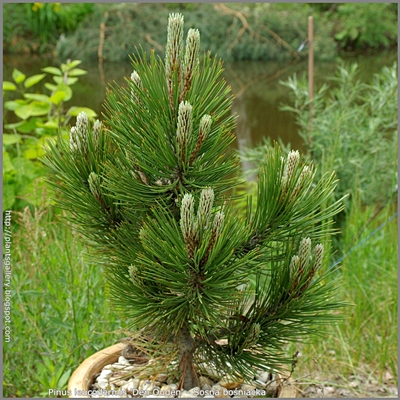 Pinus leucodermis 'Den Ouden' - Sosna bośniacka 'Den Ouden' pokrój wiosenny młodej rośliny