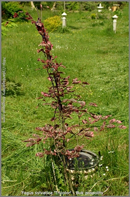 Fagus sylvatica 'Purpurea Tricolor' - Buk pospolity 'Purpurea Tricolor