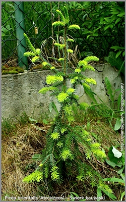 Picea orientalis 'Atrovirens' - Świerk kaukaski 'Atrovirens'
