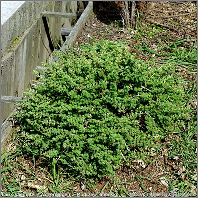 Larix kaempferi 'Wolterdingen' - Modrzew japoński 'Wolterdingen'  