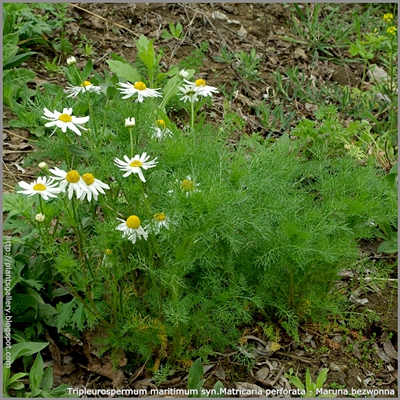https://lh3.ggpht.com/_7D1MyJsmqe4/TQNpEeXe3XI/AAAAAAAAZms/bDUwspzUCjA/s800/Tripleurospermum%20maritimum%20syn.Matricaria%20perforata%20-%20Maruna%20bezwonna%202C%20Maruna%20nadmorska%20%20.JPG