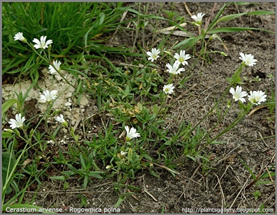 Cerastium arvense - Rogownica polna pokrój