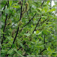 Salix cinerea fruit - Wierzba szara, łoza owoce