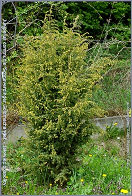 Juniperus communis 'Schneverdinger Goldmachangel' - Jałowiec pospolity 'Schneverdinger Goldmachangel' 